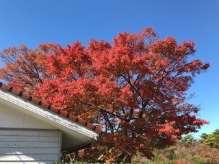 紅葉の見ごろ、仁田峠から温泉街へ