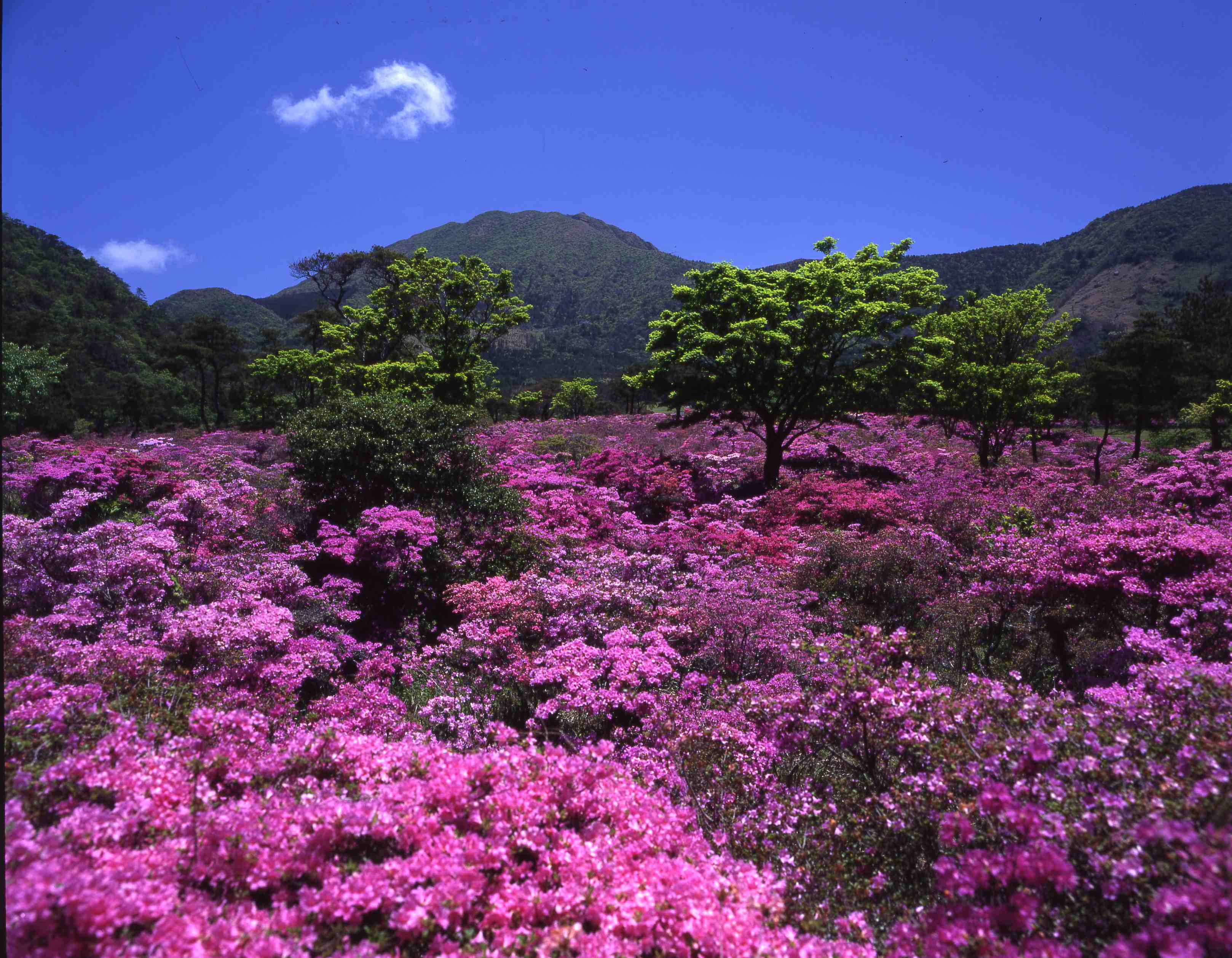 雲仙に花の季節が訪れます。