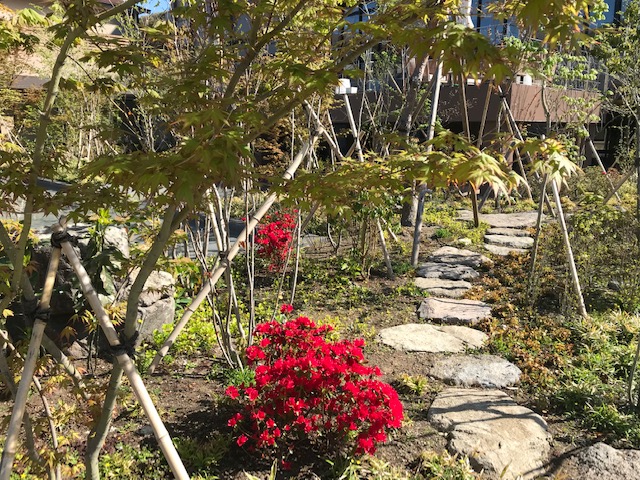 ツツジの開花がはじまりました!!! │ Mt.Resort 雲仙九州 ツツジの開花がはじまりました!!! │ Mt.Resort 雲仙九州