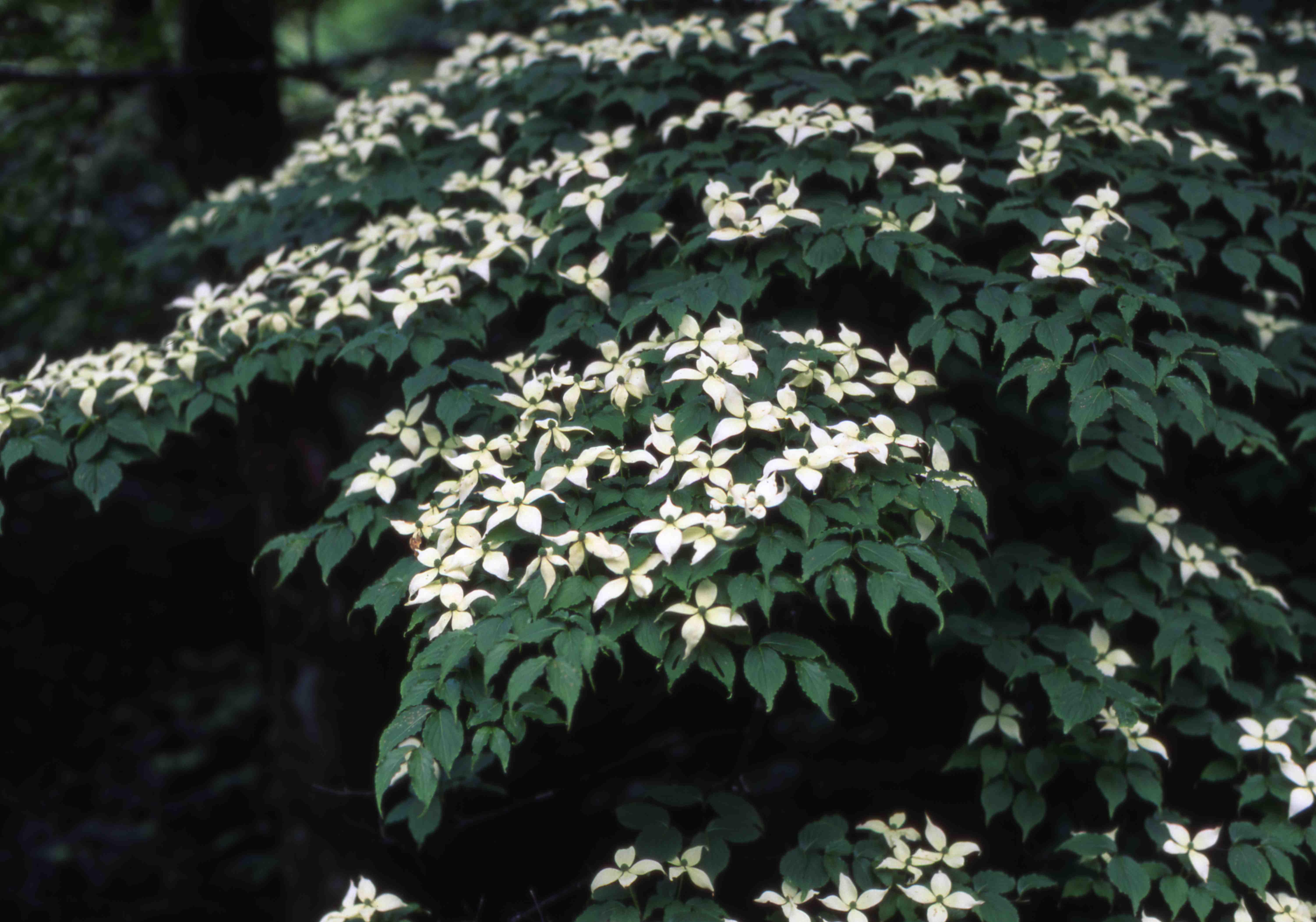 初夏の花 ヤマボウシ開花情報